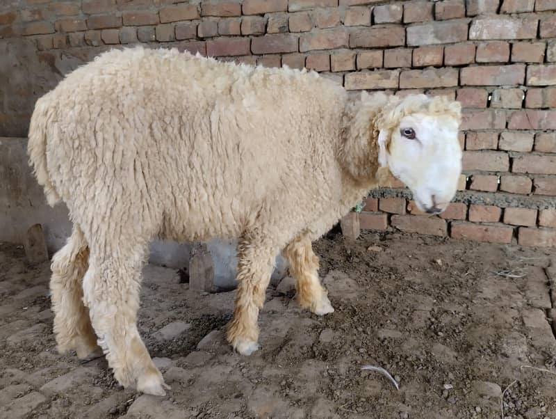 چھتراپیور مندرہ Mundra Chatra 1