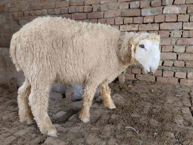 چھتراپیور مندرہ Mundra Chatra — photo 2