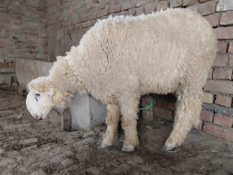 چھتراپیور مندرہ Mundra Chatra 2