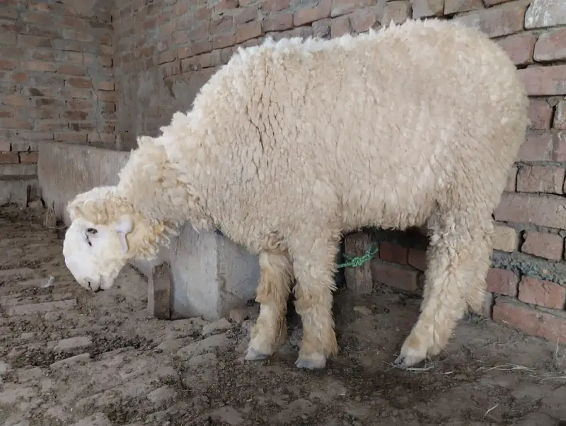 چھتراپیور مندرہ Mundra Chatra — photo 3