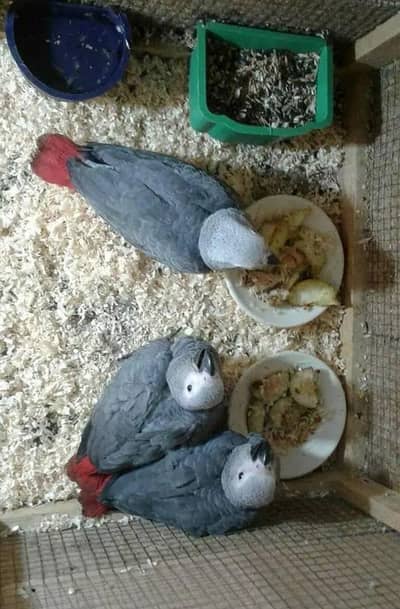 African grey parrot cheeks for sale 0307=9847=407