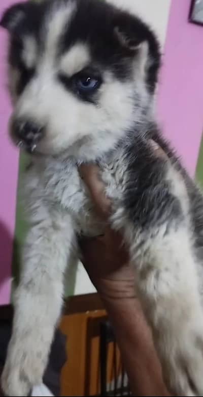 Siberian husky puppy for phone number 0322/63/37/602