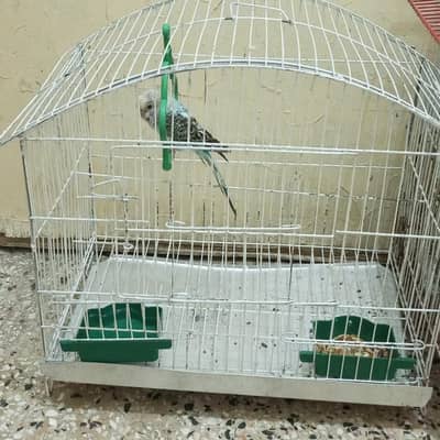 Australian parrot
