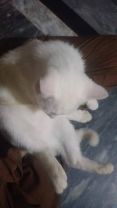 Beautiful White Female Persian Cat – 6 Months