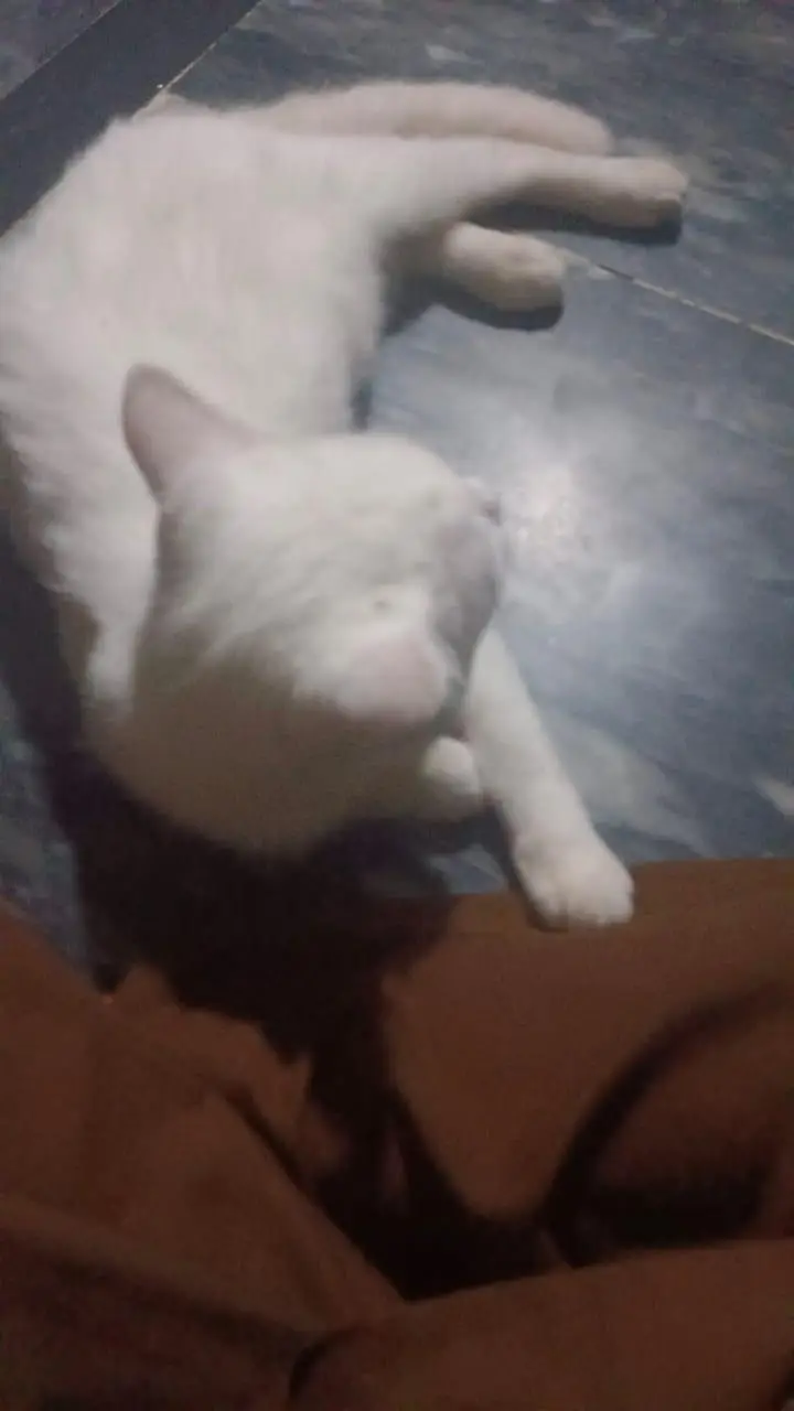 Beautiful White Female Persian Cat – 6 Months — photo 2