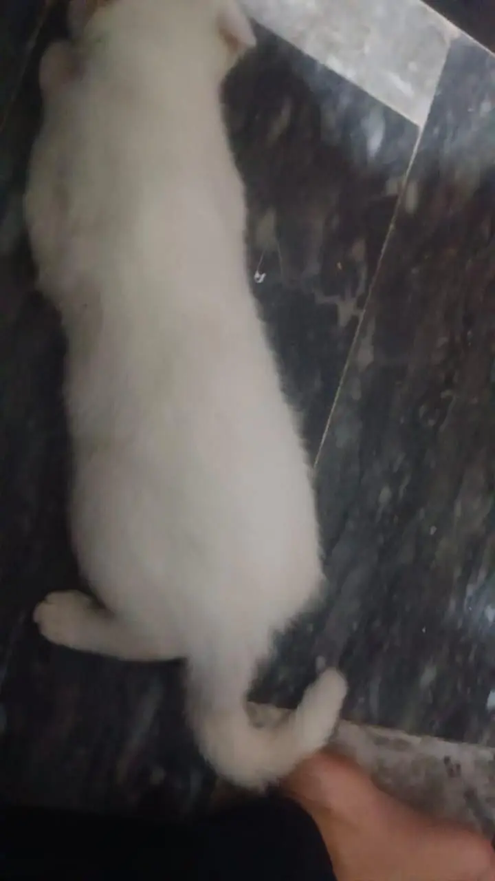 Beautiful White Female Persian Cat – 6 Months — photo 3