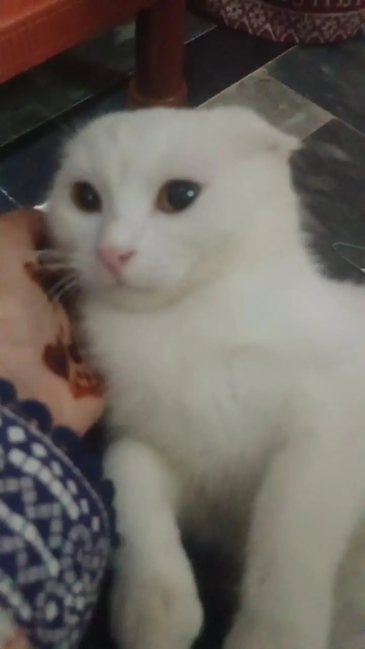 Beautiful White Female Persian Cat – 6 Months — photo 4