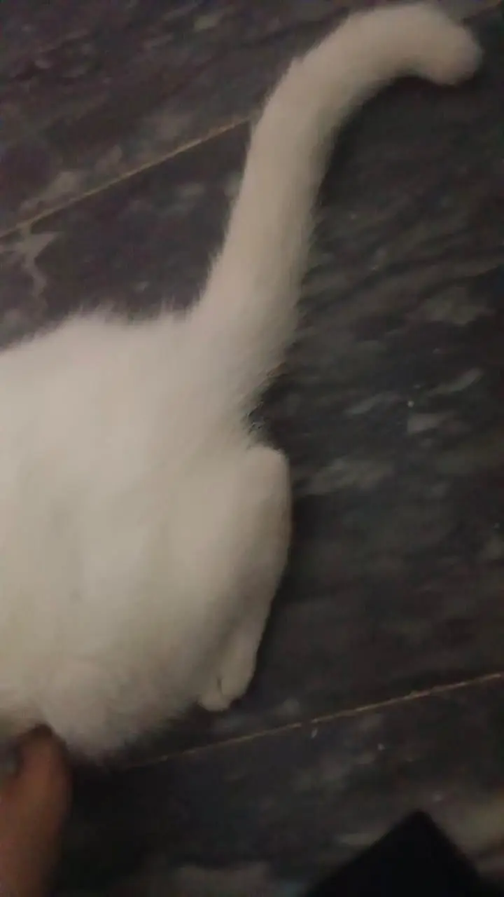 Beautiful White Female Persian Cat – 6 Months — photo 5