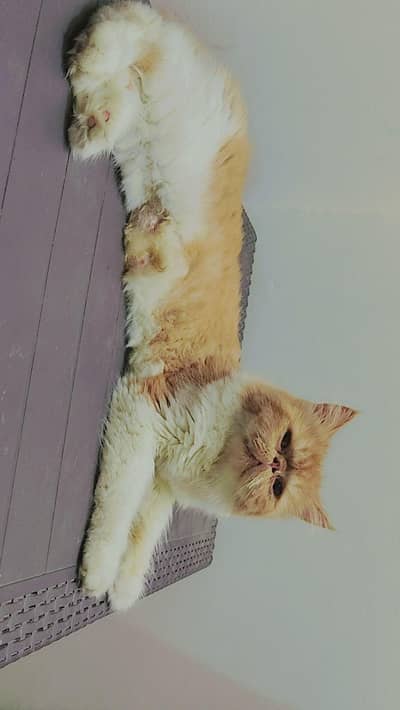 Persian cat paki face triple coated with button eyes