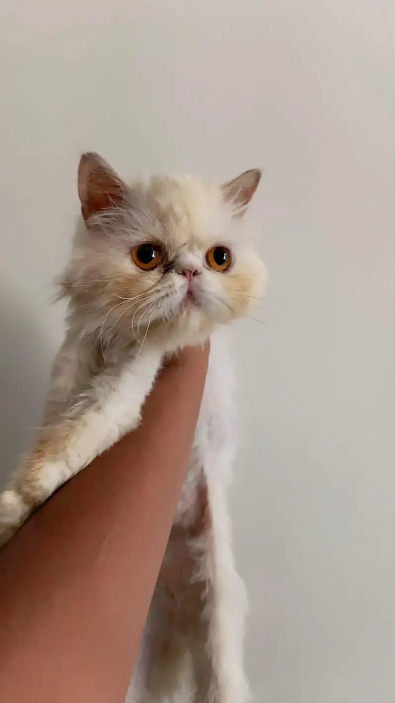 Persian cat paki face triple coated with button eyes — photo 2