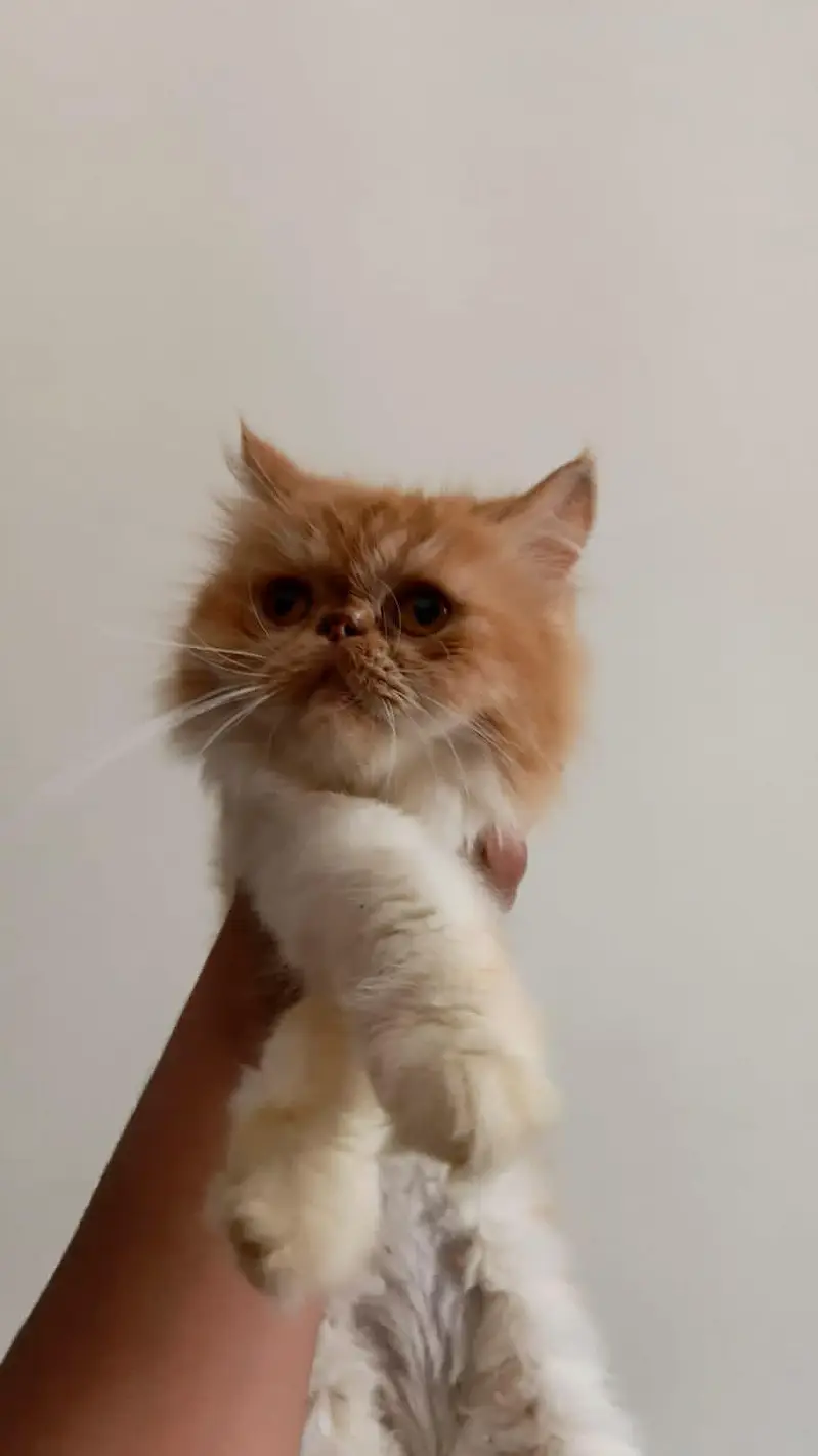 Persian cat paki face triple coated with button eyes — photo 3