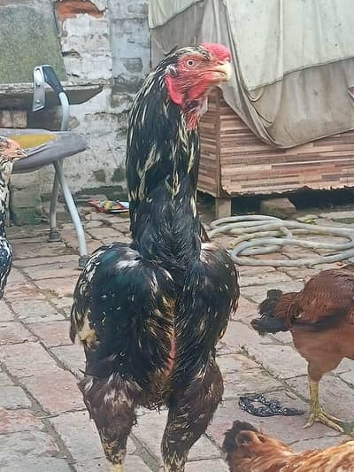 aseel parrot beak cross