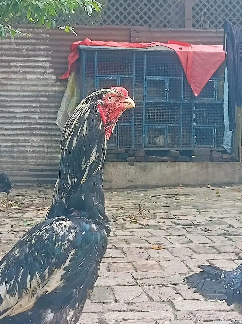 aseel parrot beak cross — photo 4