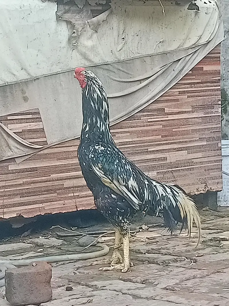 aseel parrot beak cross — photo 8