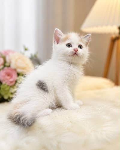 British Short Hair Kittens Available