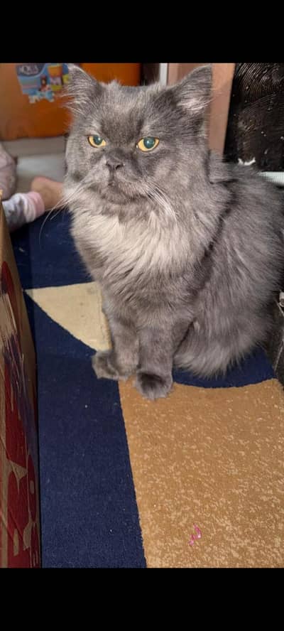 Persian Cat Kids 03200449855 whatsapp