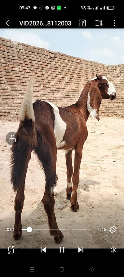 beautiful print Desi path location Bhakkar