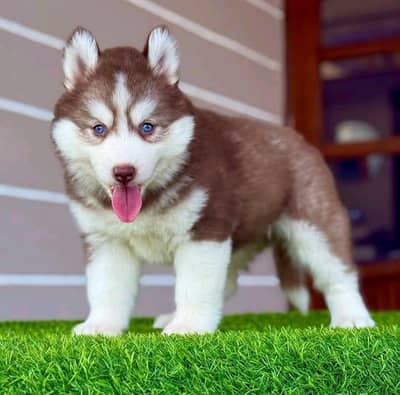 Siberian husky puppy,03340416021 my WhatsApp
