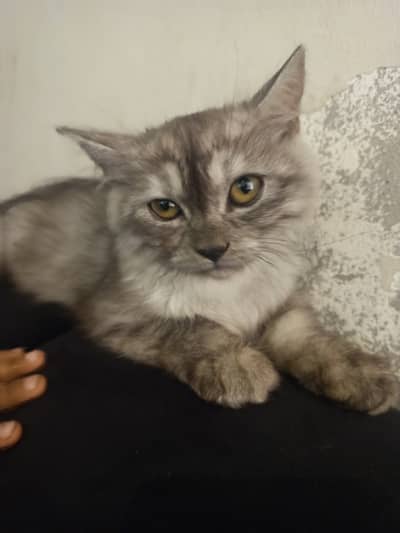 Persian cat