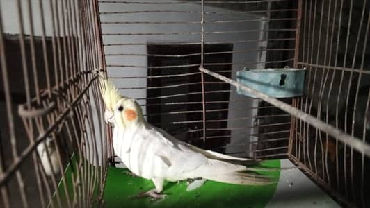 cockatiel parrot for sale