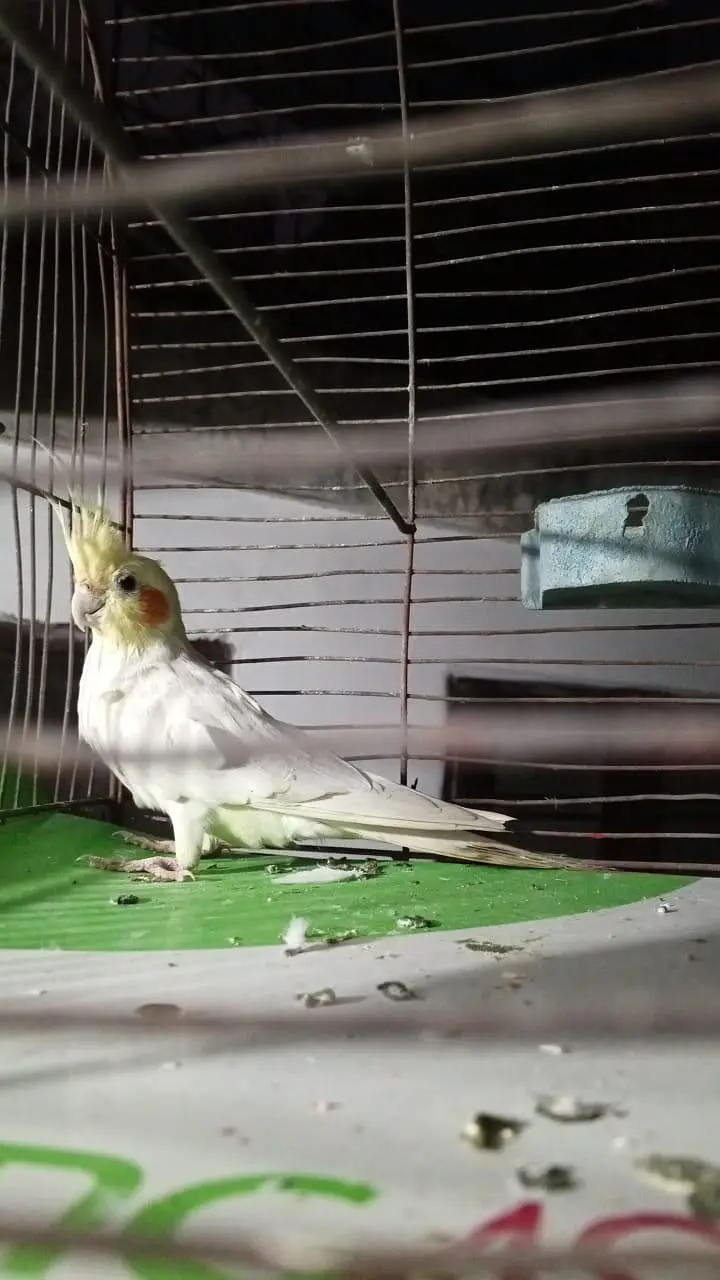 cockatiel parrot for sale — photo 2