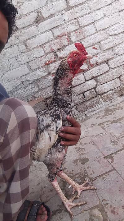 pure aseel