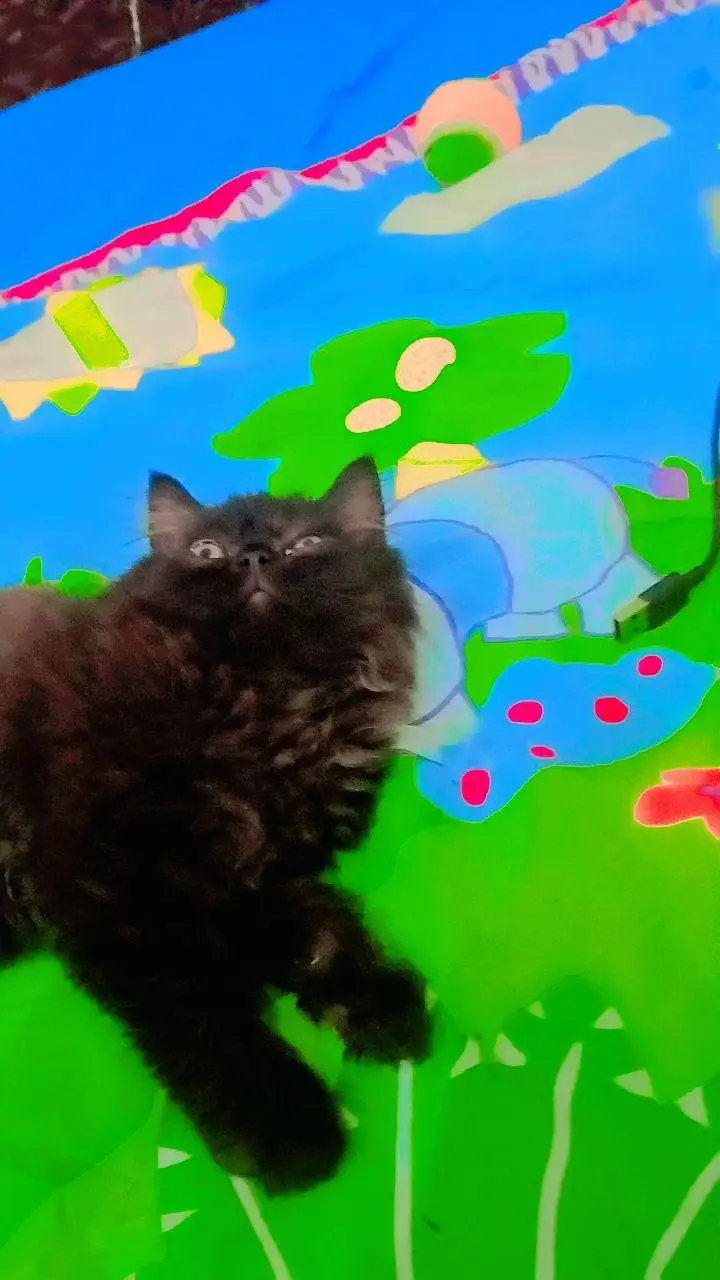Two persion kittenz — photo 4