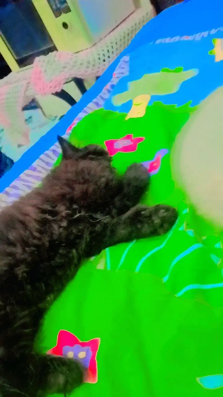 Two persion kittenz — photo 9