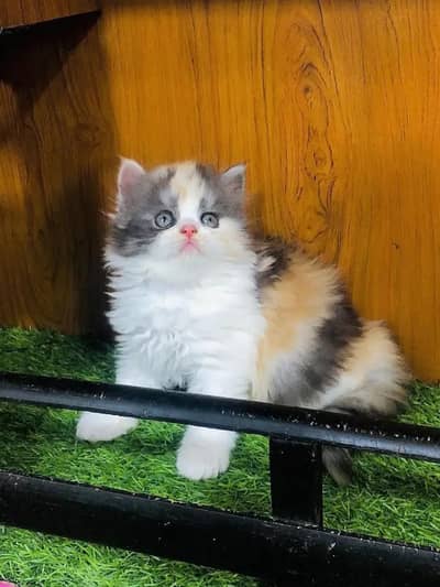 parshion kitten cat male and female British