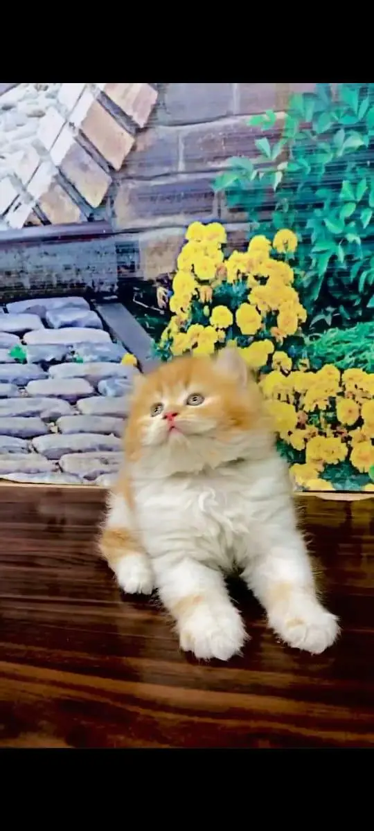 parshion kitten cat male and female British — photo 5