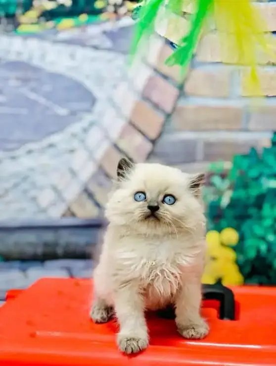 parshion kitten cat male and female British — photo 8