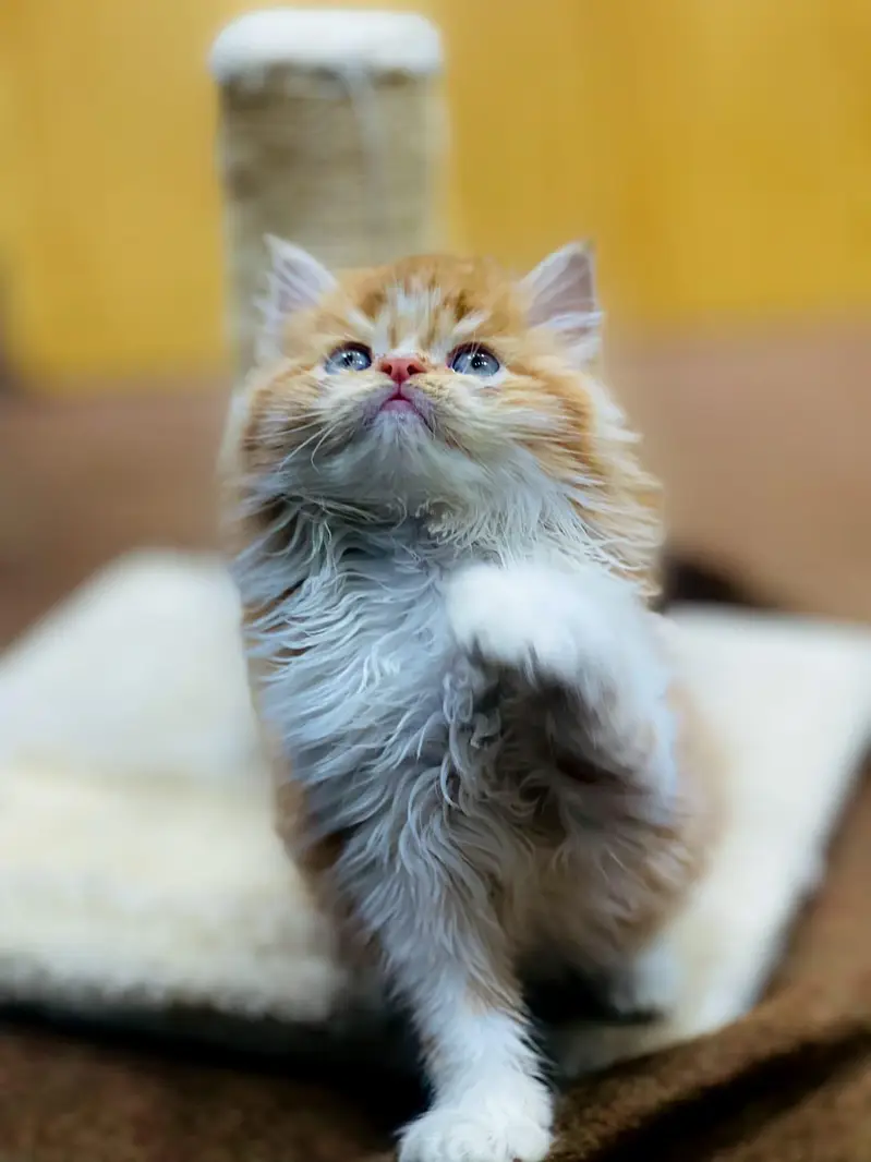 parshion kitten cat male and female British — photo 11
