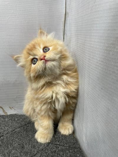 cash on delivery availableparshion kitten cat male and female British