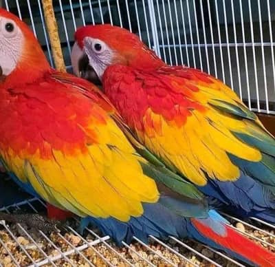 red macaw parrot only WhatsApp 03237382400