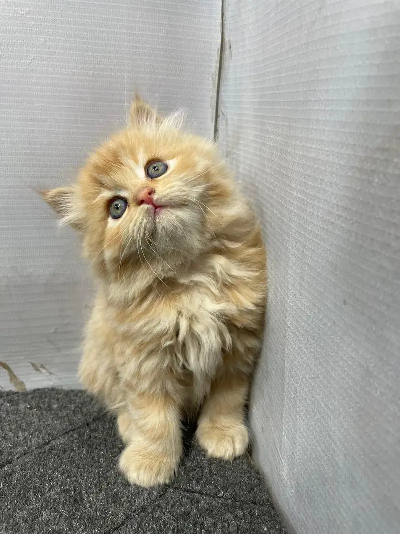 parshion kitten cat male and female British — photo 8