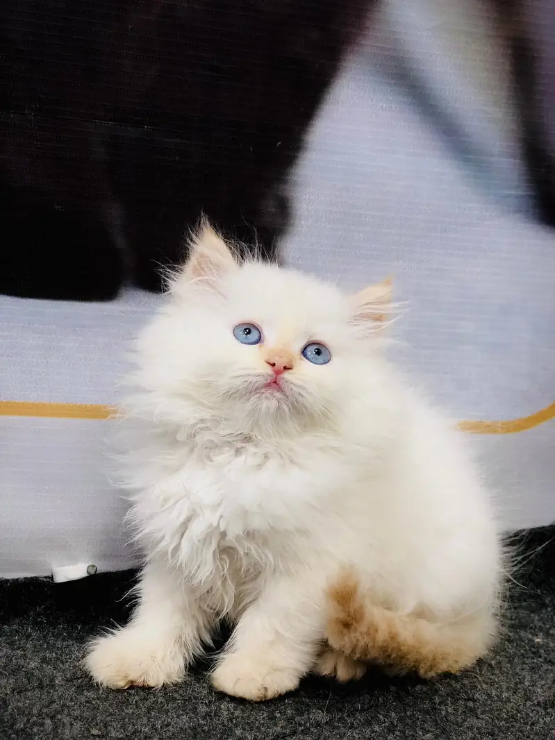 parshion kitten cat male and female British — photo 12