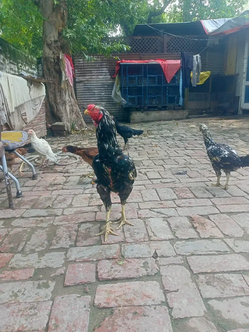 aseel parrot beak cross — photo 2