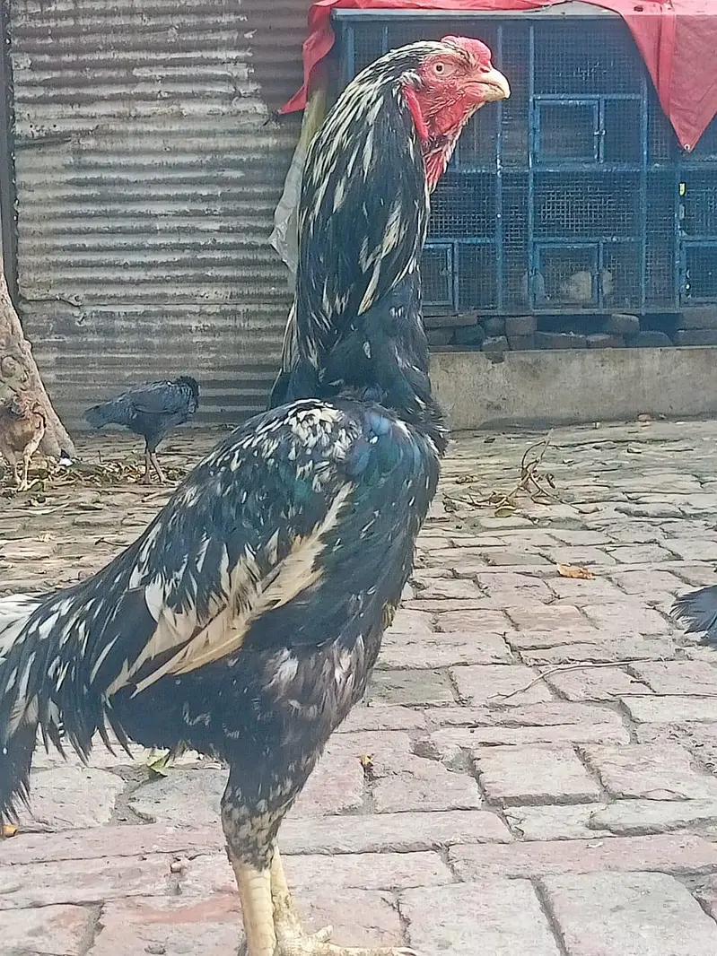 aseel parrot beak cross — photo 8