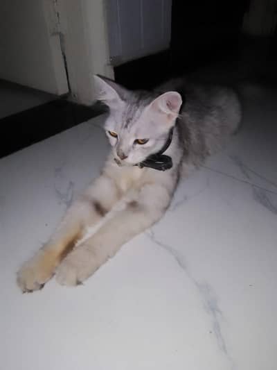 Persion cat