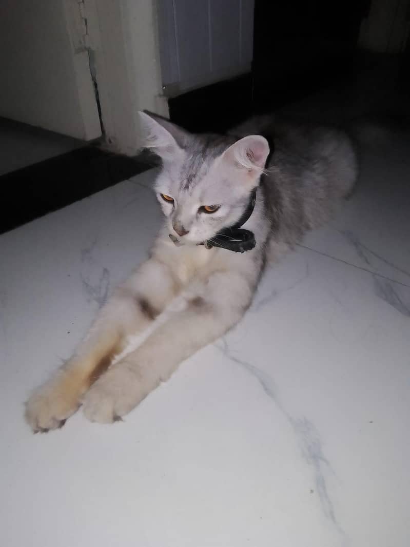 Persion cat 0