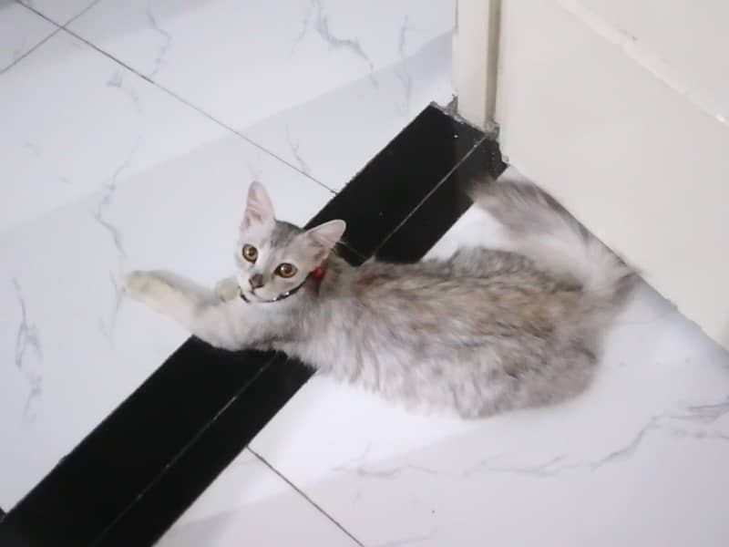 Persion cat 1