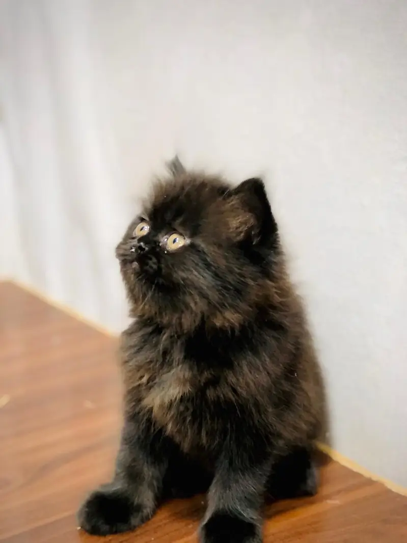 parshion kitten cat male and female British — photo 10