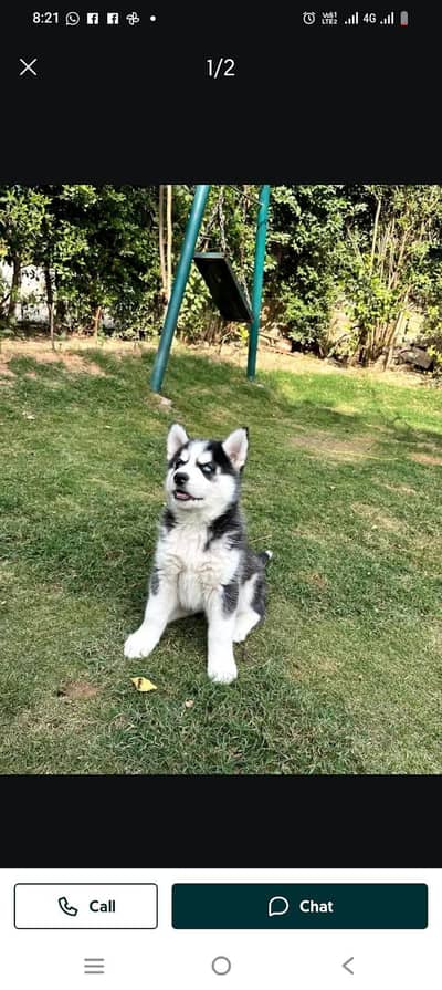 Siberian husky puppy dog for sale