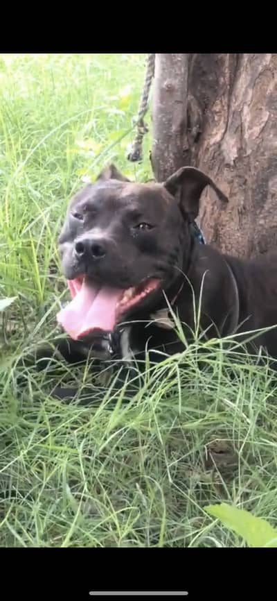 American pitbull game dog