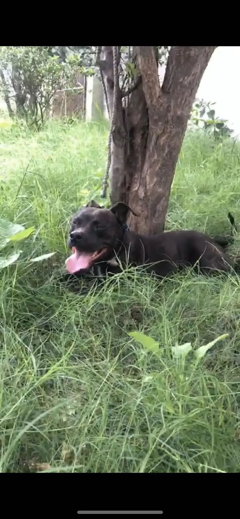 American pitbull game dog — photo 2