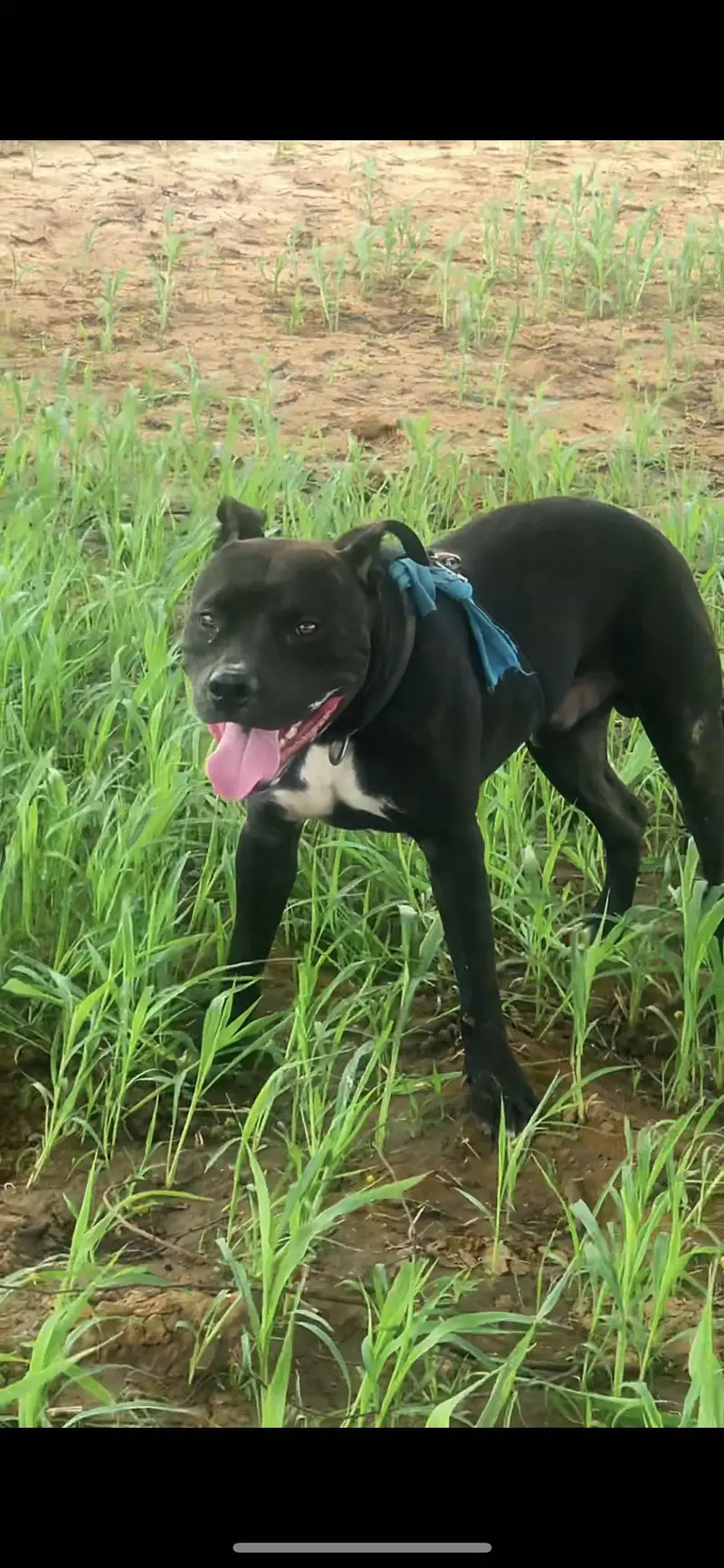American pitbull game dog — photo 3