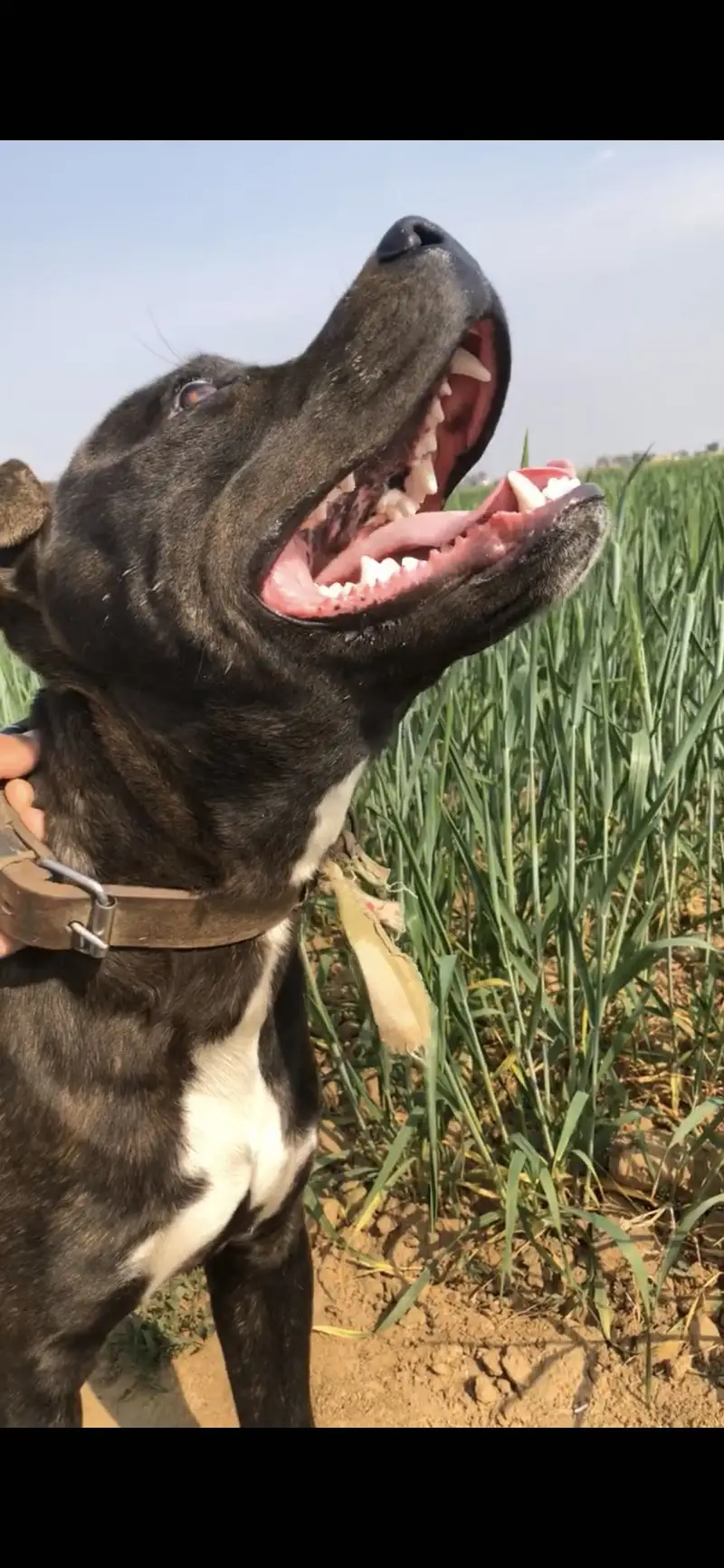 American pitbull game dog — photo 4