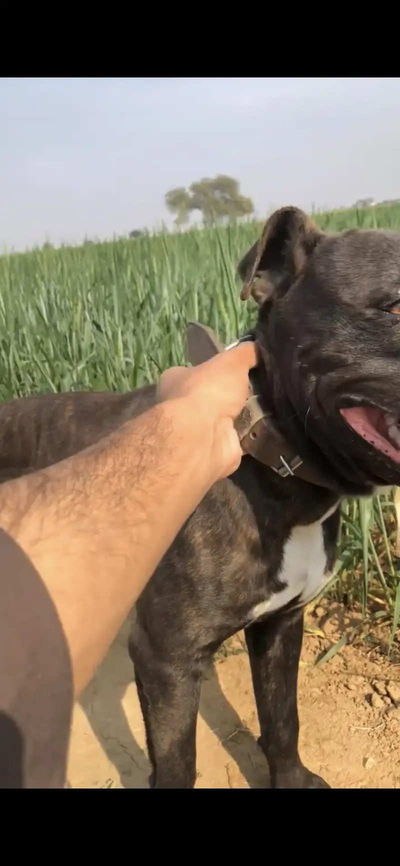 American pitbull game dog — photo 6