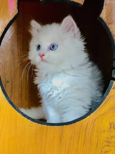 parshion kitten cat male and female British