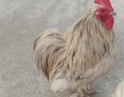 bantam